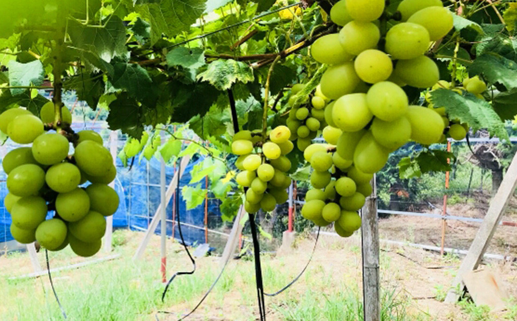 シャインマスカット