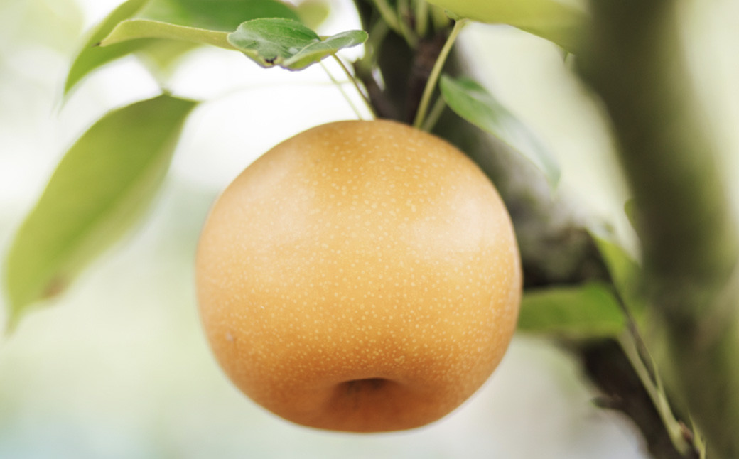 《先行予約》 山之上の梨 （ 品種はおまかせ ） 約3kg（ 5～8玉 ）