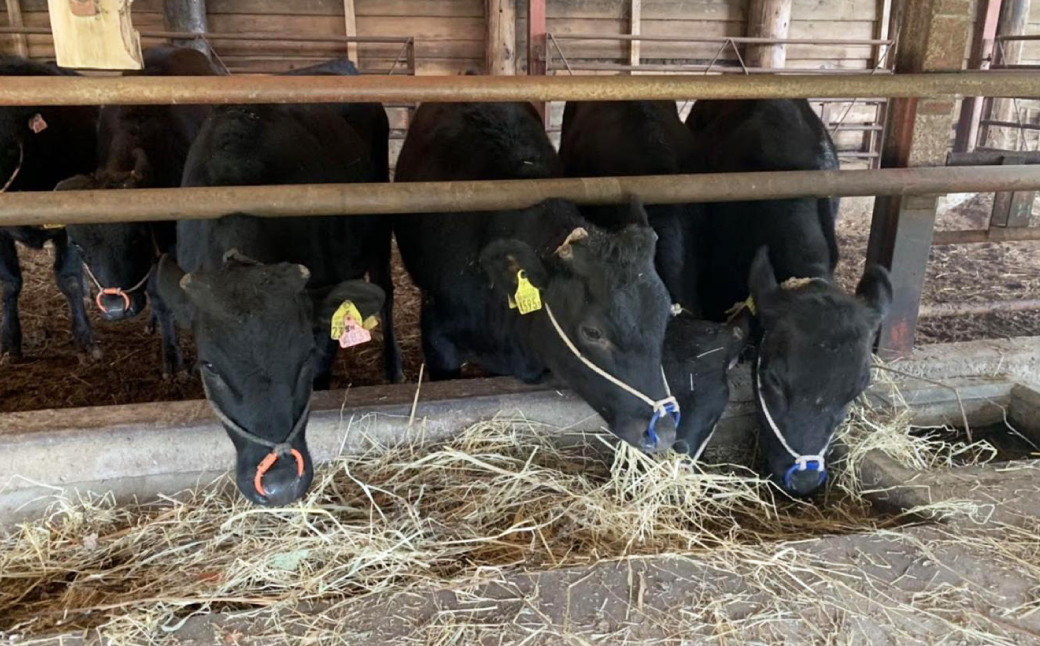 愛媛県産 黒毛和牛 雌牛 いしづち牛肩ロース すき焼き しゃぶしゃぶ用 1kg（671）