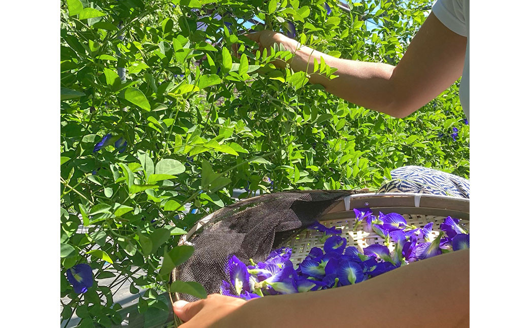 【ハーブ専門店】人気ハーブティー 10パックアソート