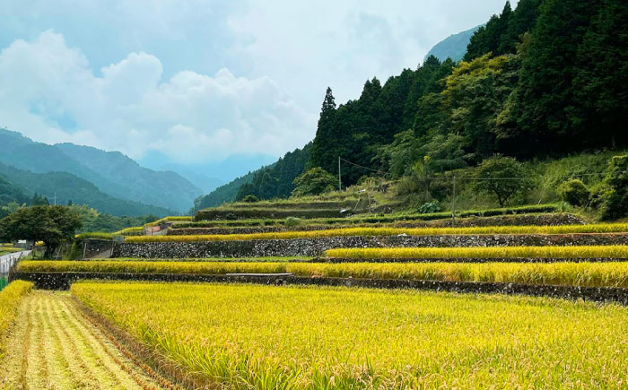 米 お米 白米 20キロ 米20kg 米20キロ  新米 産地直送 精米 国産 おすすめ おいしい 2025年 人気 ランキング