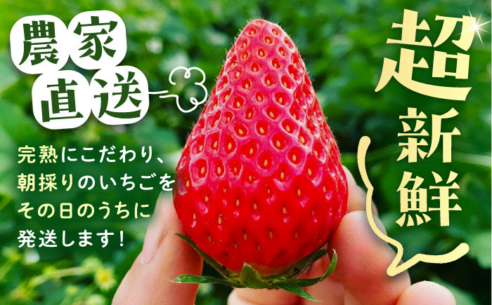 いちご イチゴ 苺 フルーツ 果物 完熟 完熟いちご 贈答用 産地直送 新鮮 贈答 ギフト おすすめ 人気 岐阜県 恵那市