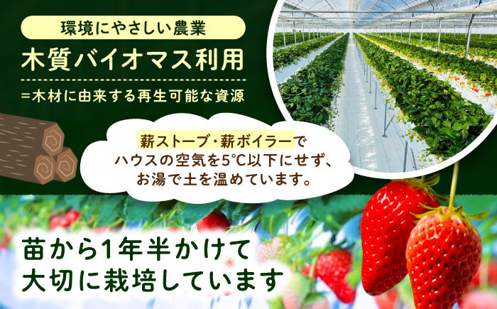 いちご イチゴ 苺 フルーツ 果物 完熟 完熟いちご 贈答用 産地直送 新鮮 贈答 ギフト おすすめ 人気 岐阜県 恵那市