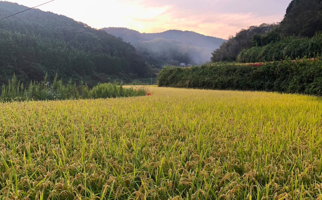 米【令和7年産新米】石田さんのお米 馳せ米 2kg 米 コメ こめ 米 コメ こめ 精米 セイマイ せいまい 石田さんのお米