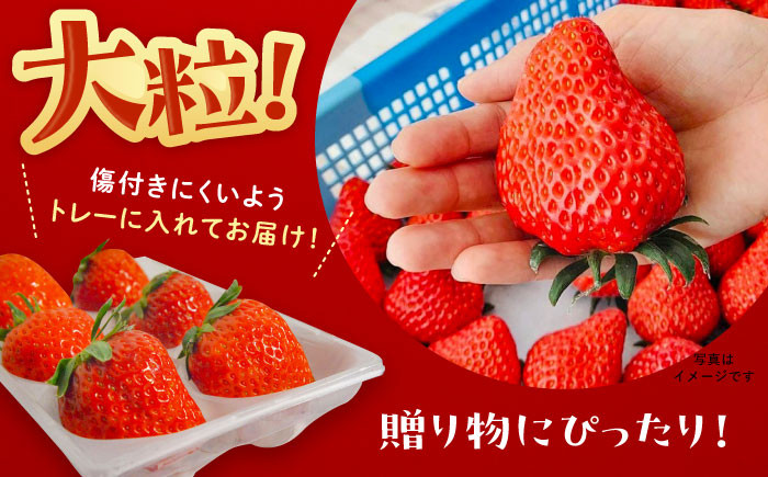いちご イチゴ 苺 フルーツ 果物 完熟 完熟いちご 贈答用 産地直送 新鮮 贈答 ギフト おすすめ 人気 岐阜県 恵那市