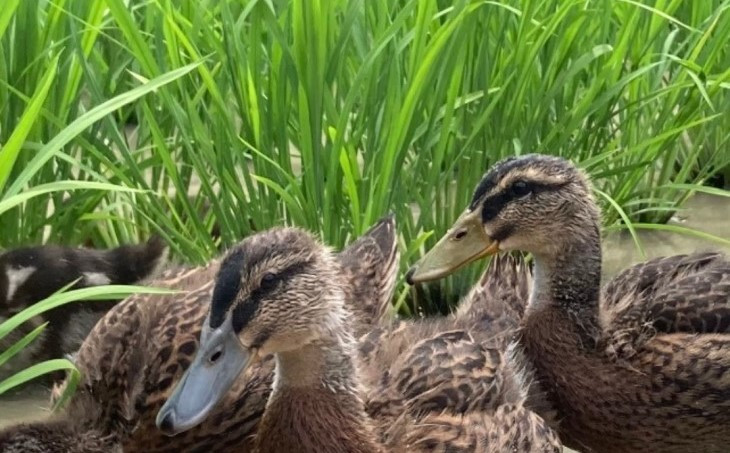 イセヒカリ　10kg（5kg×2）　白米　栽培期間中農薬不使用　あいがも農法米