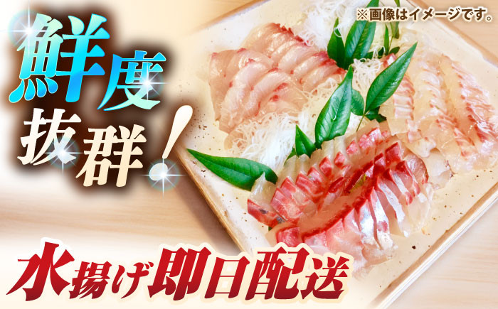 人気 おすすめ オススメ ヒラマサ ひらまさ 天然 煮物 カルパッチョ お寿司 