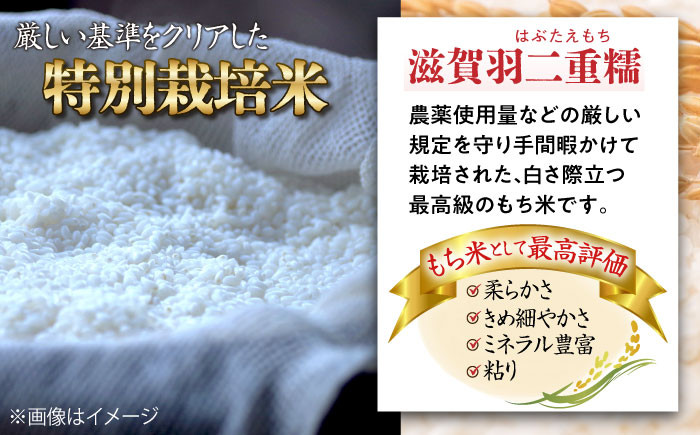 滋賀県産【特別栽培米】羽二重糯（はぶたえもち）5kg×2　米 お米 もち米 餅米 10kg 糯米 もちごめ 人気 おすすめ 滋賀