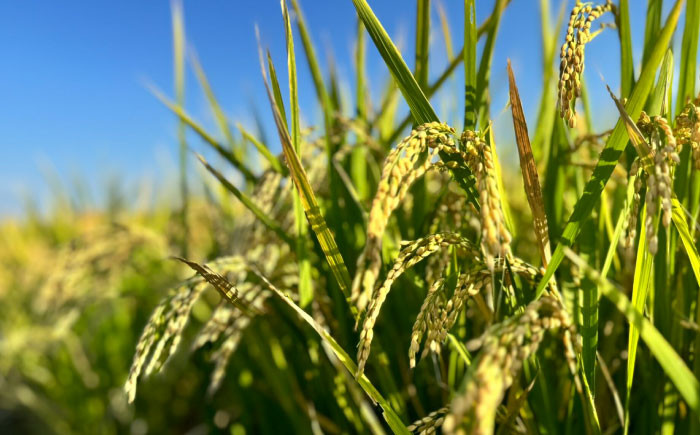 農家直送！15年連続特A評価「さがびより」を食卓へお届け！