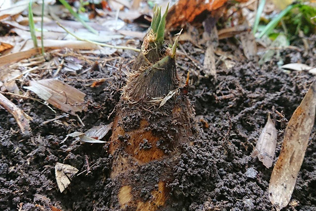 発送当日の朝に収穫した新鮮筍をお送りいたします。