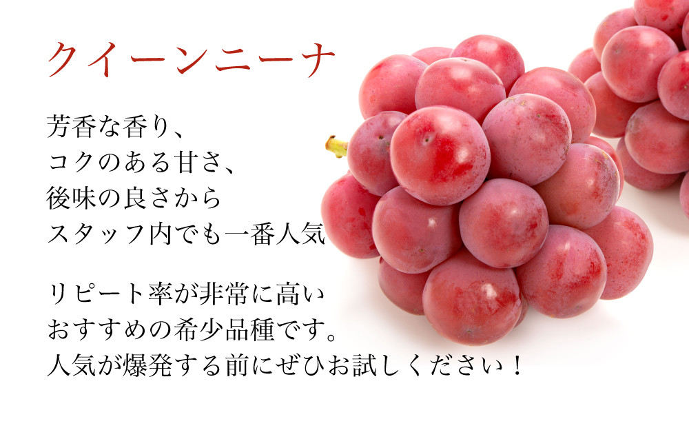 クイーンニーナは、スタッフ内でシャインマスカットを抑えて一番人気の品種！甘い香りと濃厚な味は癖になる美味しさです！ルッチイチオシ