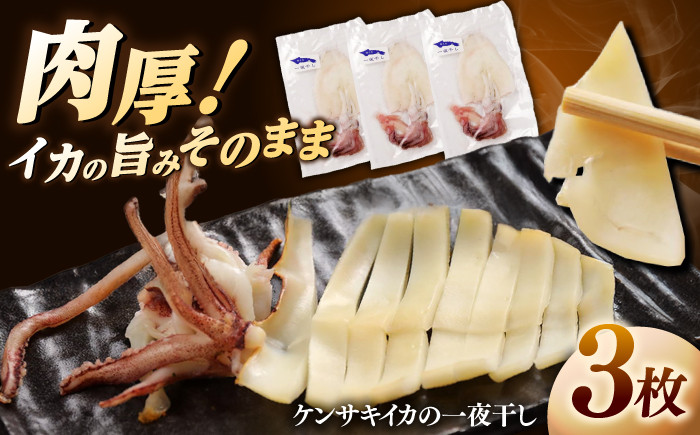 白イカ 一夜干し セット イカ いか 魚介 海産物 おつまみ 島根 松江 国産