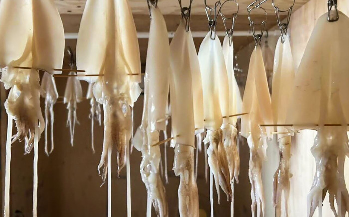 白イカ 一夜干し セット イカ いか 魚介 海産物 おつまみ 島根 松江 国産