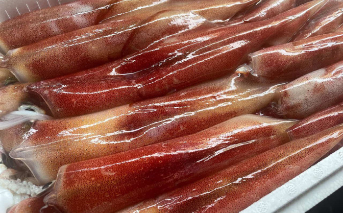 白イカ 一夜干し セット イカ いか 魚介 海産物 おつまみ 島根 松江 国産