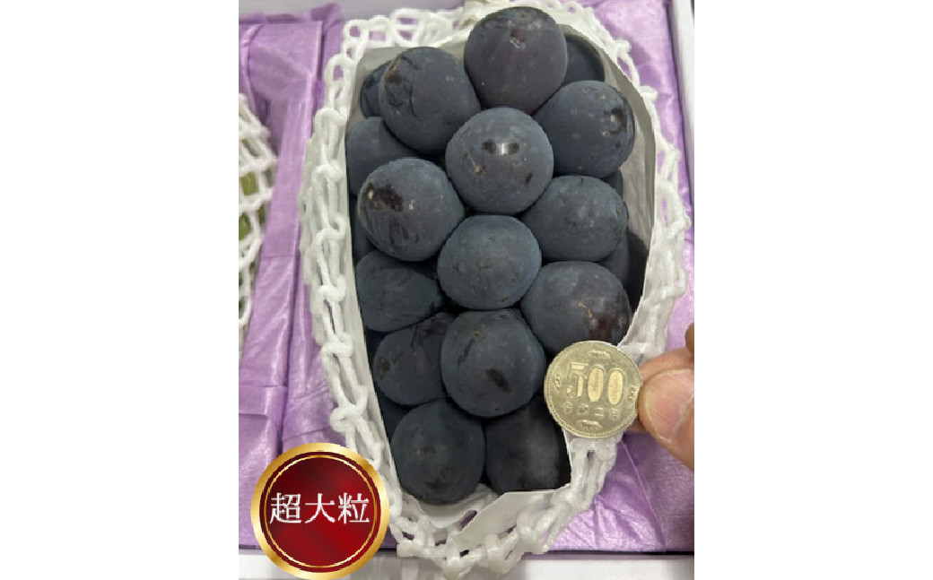 ぼっけえ大粒 ニューピオーネ 1房（800g以上） 化粧箱入り