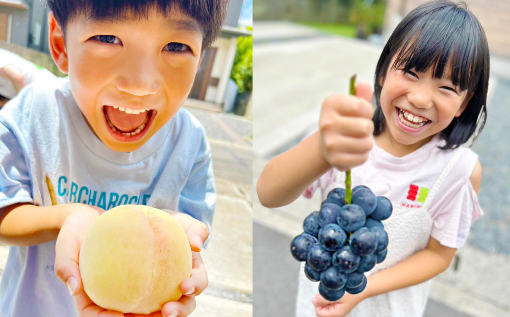 詰合 ニューピオーネ 2房 シャインマスカット 晴王 2房（1房各480g以上）計1.92kg以上 化粧箱入り