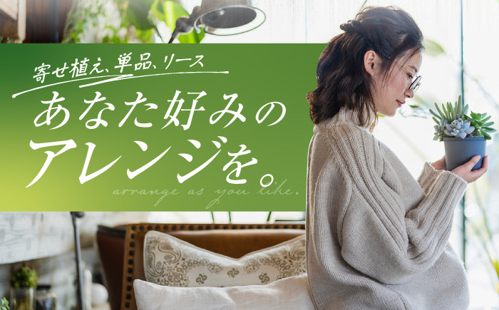 多肉植物 たにくしょくぶつ 苗 インテリア 35個 セット