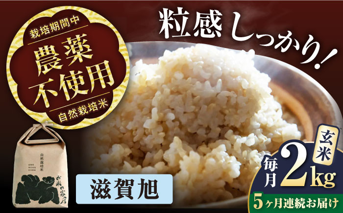 【全5回定期便】自然栽培米 滋賀旭 2kg 玄米 ×5回　米 定期便 玄米  2kg