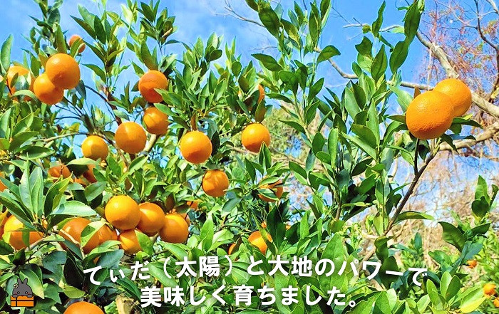 てぃだ（太陽）と大地のパワーで美味しく育ちました。