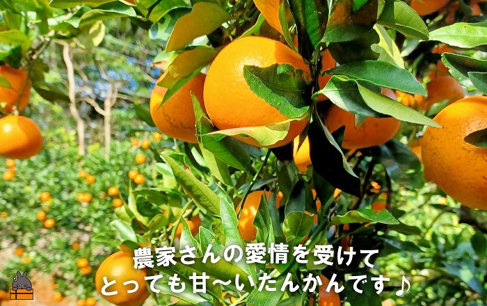 農家さんの愛情をうけて、とっても甘～いたんかんが出来ました。