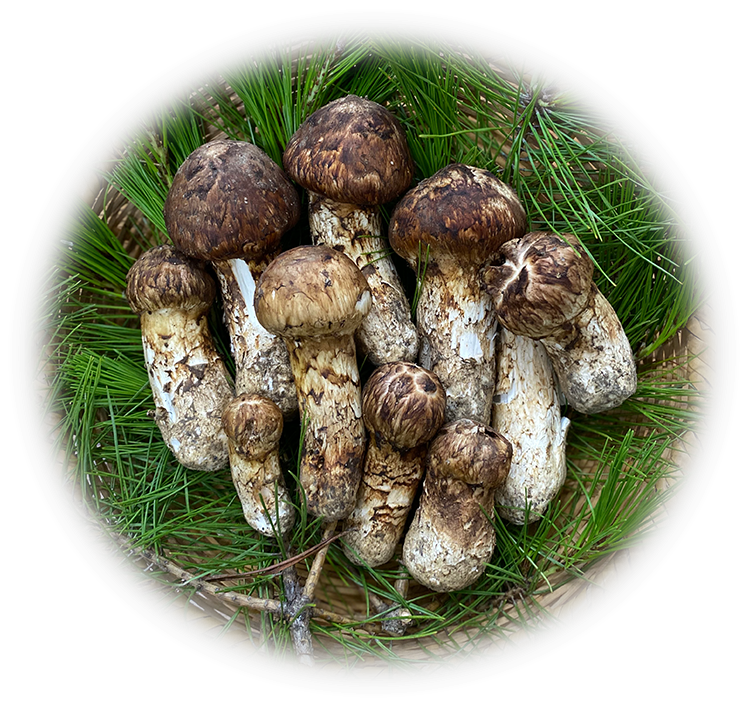 一年中愉しめる松茸料理！松茸専門宿だからできる低温熟成松茸をご提供