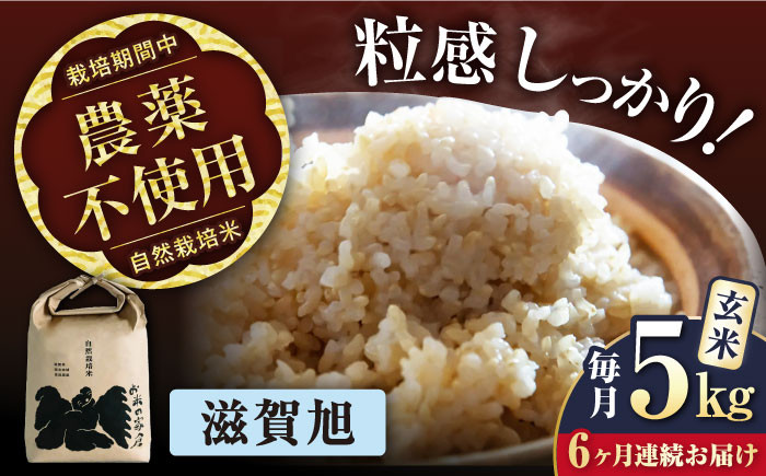【全6回定期便】自然栽培米 滋賀旭 5kg 玄米 ×6回　米 定期便 玄米  5kg