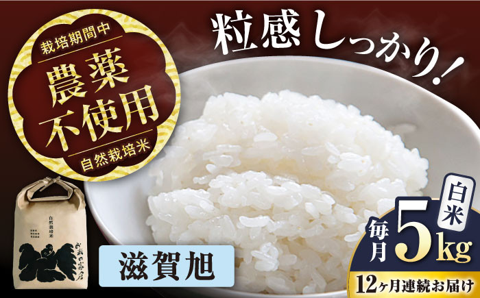 【全12回定期便】自然栽培米 滋賀旭 5kg 白米 ×12回　米 定期便 白米  5kg