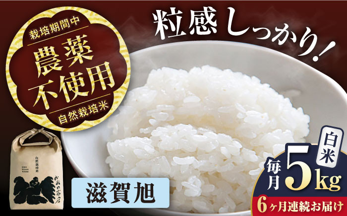 【全6回定期便】自然栽培米 滋賀旭 5kg 白米 ×6回　米 定期便 白米  5kg