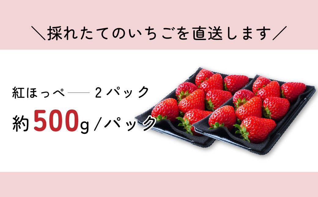 いちご 【先行予約】 紅ほっぺ 2パック 約500g