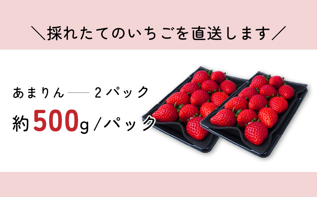 いちご【先行予約】あまりん 2パック 約500g