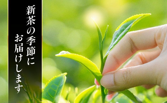 美濃白川茶 新茶セット お茶 おちゃ お茶葉 茶葉 緑茶 新茶 しんちゃ 白川茶 白川町