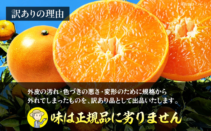  訳あり せとか 2.5kg （Lから4Lサイズ混合）みかん フルーツ 果物 セトカ 訳あり