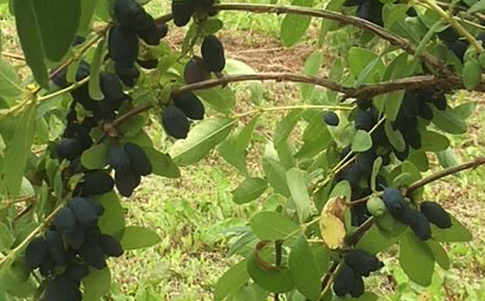 ハスカップ 果物 フルーツ ヨーグルト ジャム スムージー 冷凍