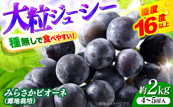 ピオーネ ぶどう ピオーネ ギフト フルーツ 果物 ブドウ 葡萄 マスカット