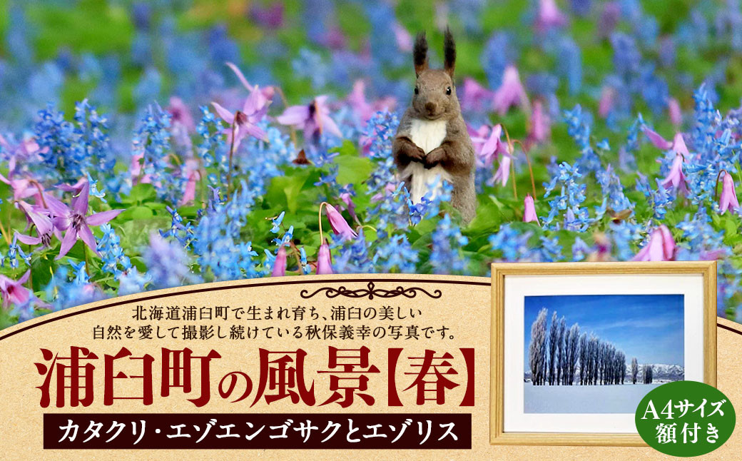 浦臼町の風景（A４サイズ）額付き【A】春「カタクリ・エゾエンゴサクとエゾリス」