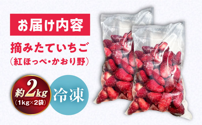 摘みたて 冷凍いちご 紅ほっぺ かおり野 1kg×2袋 いちご イチゴ 冷凍 大容量 直送 フローズンストロベリー スムージー