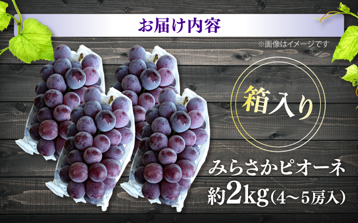 ピオーネ ぶどう ピオーネ ギフト フルーツ 果物 ブドウ 葡萄 マスカット
