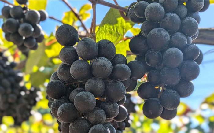  ワイン 赤ワイン マスカットベーリー 赤 ワイン 赤 白 ロゼ  ビンテージ 熟成 国産 輸入 ソムリエ評価 ブドウ品種 辛口