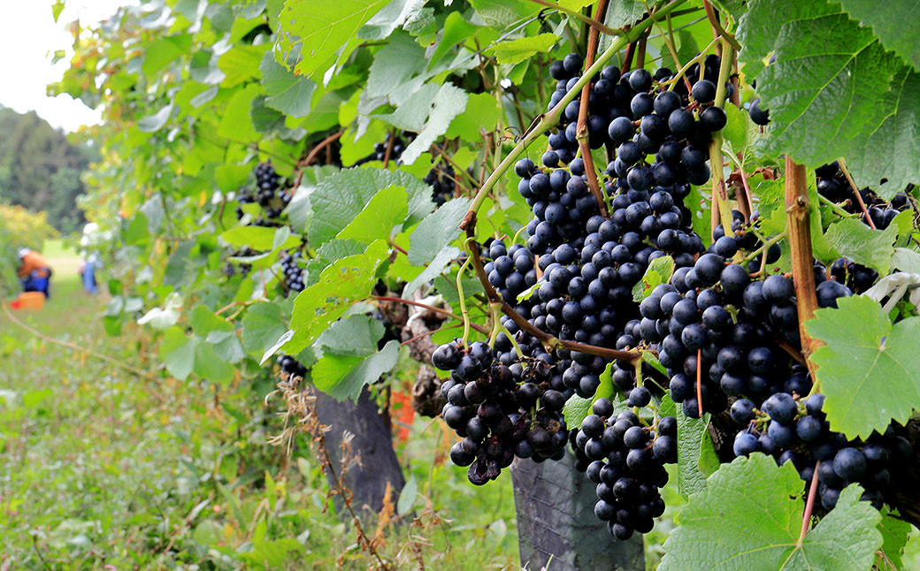 臼子ねぇさんワイン ２本セット 《赤2本・白2本・赤白各1本》