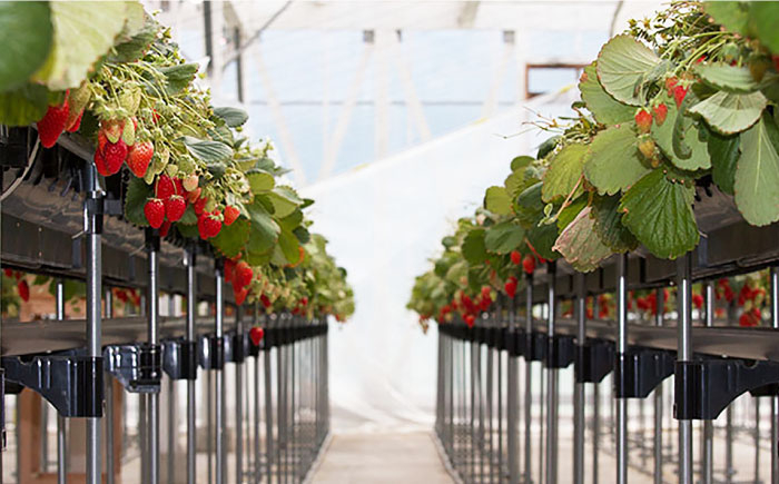摘みたて 冷凍いちご 紅ほっぺ かおり野 1kg×2袋 いちご イチゴ 冷凍 大容量 直送 フローズンストロベリー スムージー