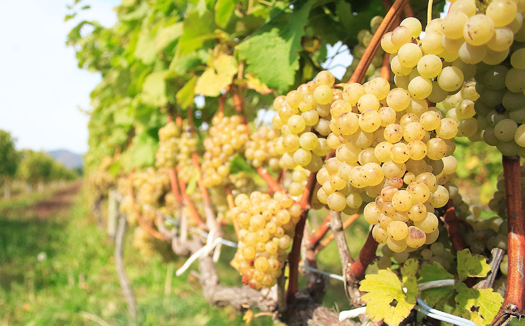 臼子ねぇさんワイン 2本セット 《白2本》