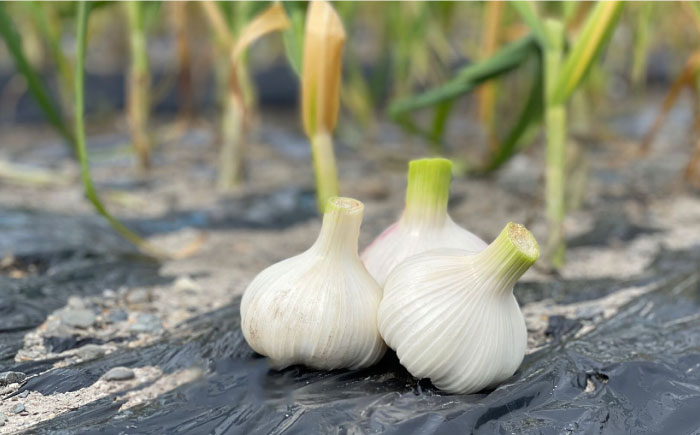 滋賀県産 冷凍 皮むき にんにく 500g にんにく ニンニク 冷凍 冷凍にんにく 皮むき 便利 むきにんにく