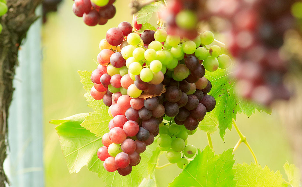 臼子ねぇさんワイン 720ml 1本 《赤または白》