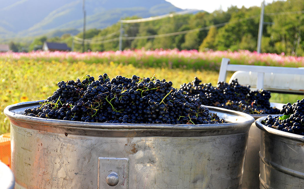 臼子ねぇさんワイン 720ml 1本 《赤》