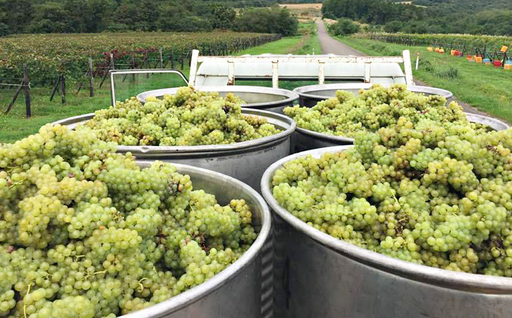 臼子ねぇさんワイン 2本セット 《白2本》