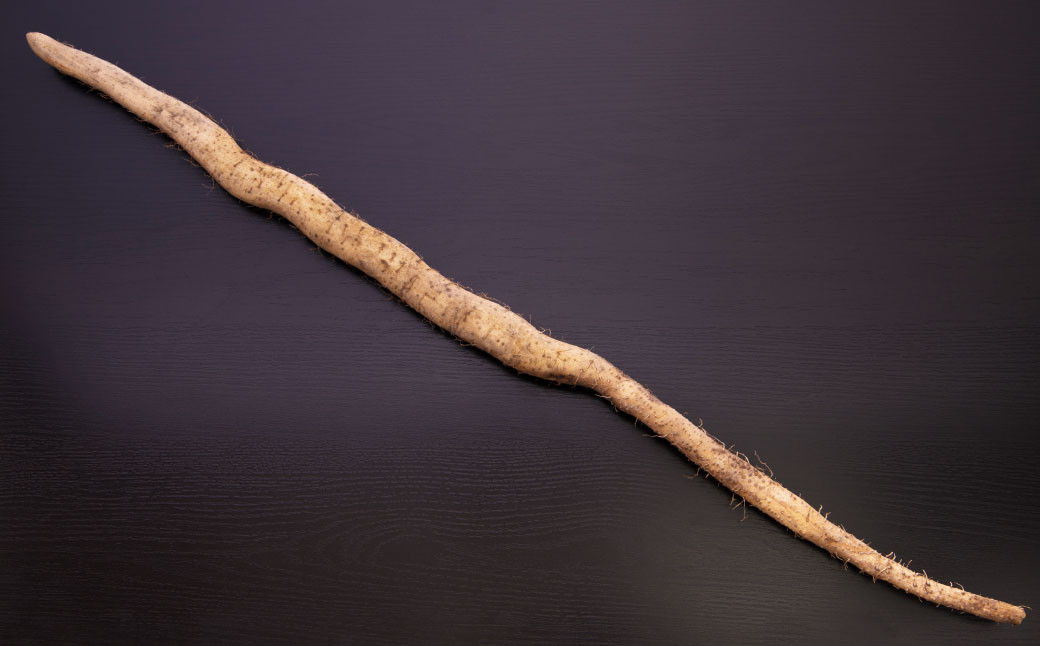 九重町産 自然薯 お試しセット 約500g【すりおろし】