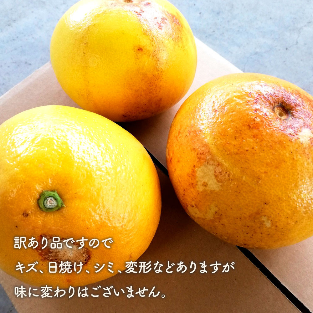 土佐文旦訳あり品（約5㎏） 