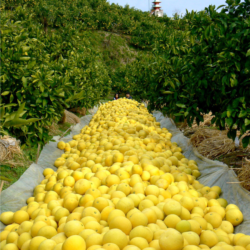 土佐文旦訳あり品（約5㎏） 