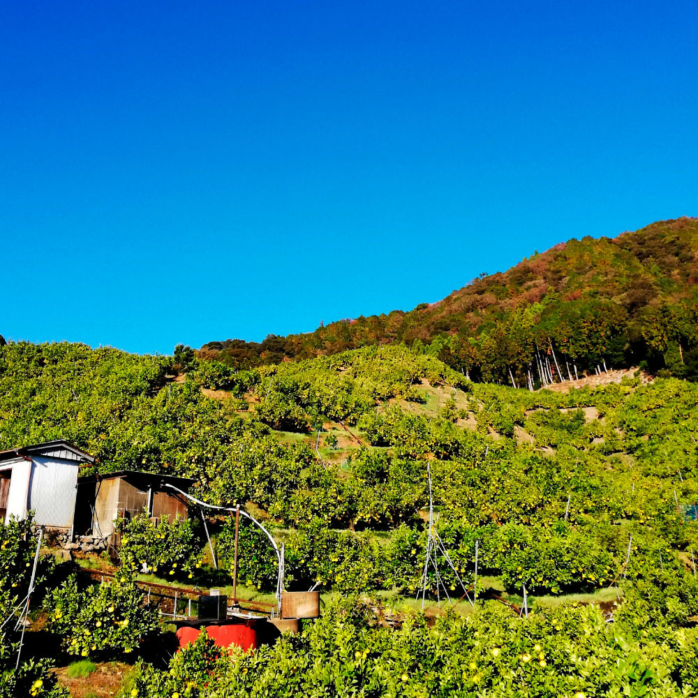 土佐文旦訳あり品（約5㎏） 