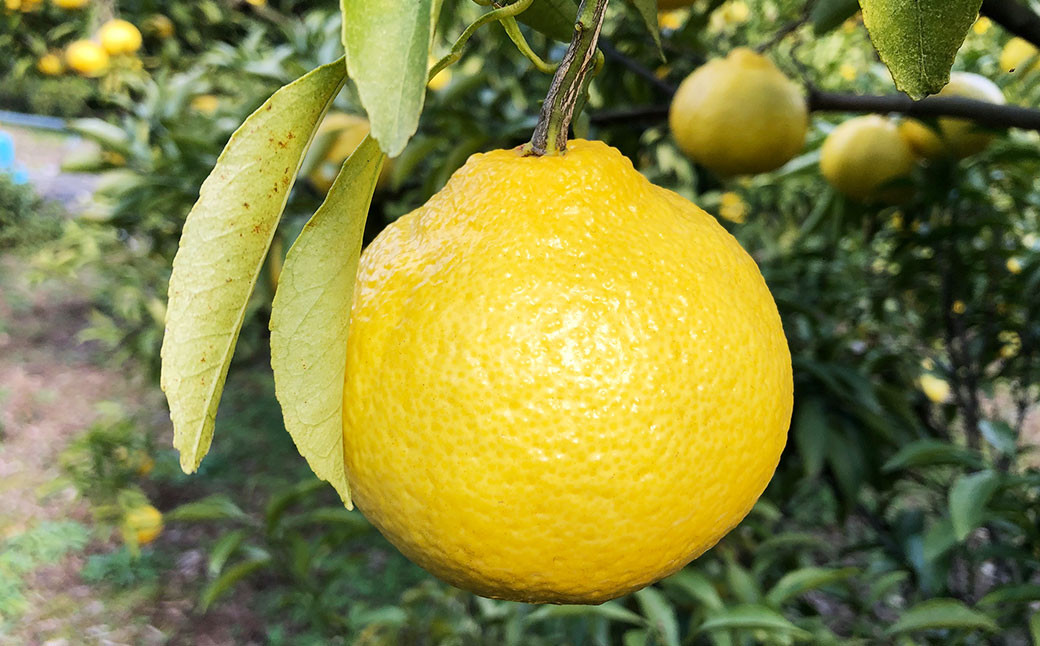 はるか 約5kg